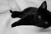Black =)